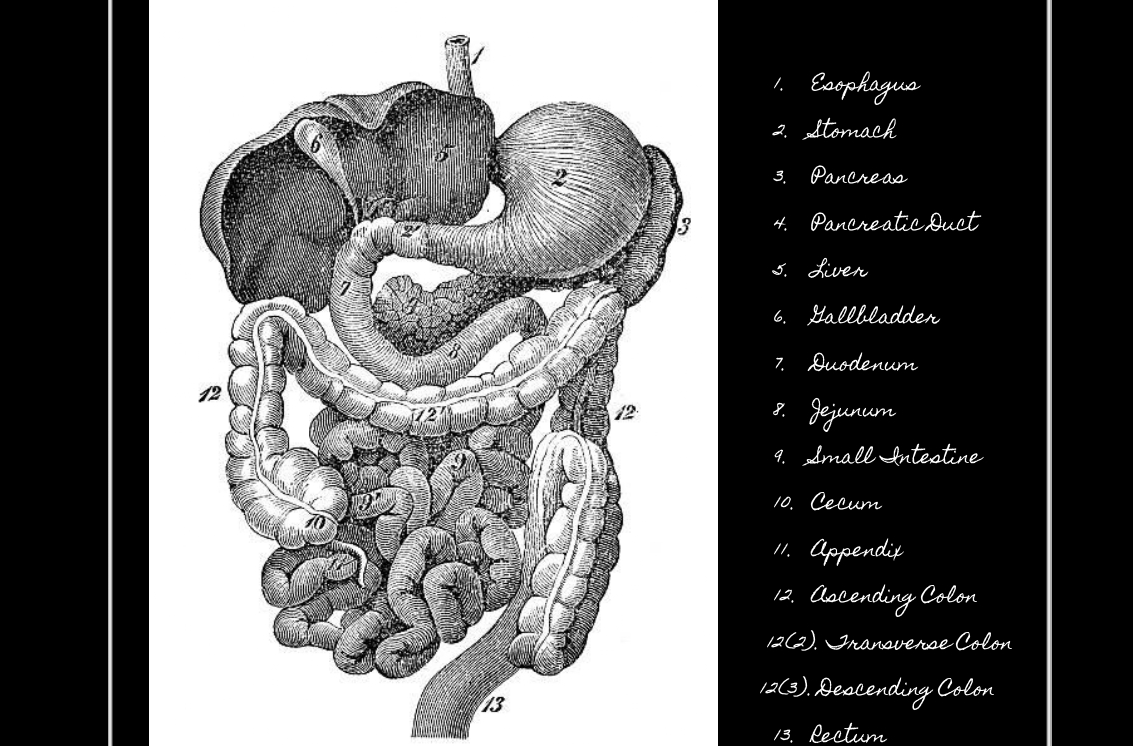 medical diagram of human intestinal tract