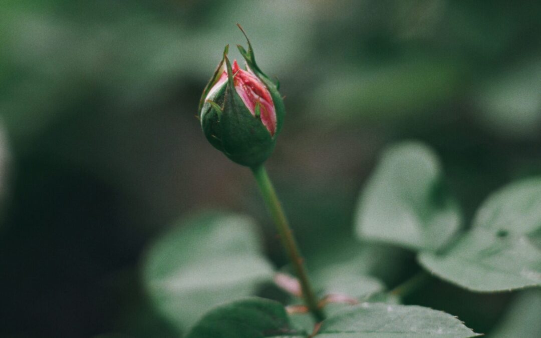 Flowering into Strangeness: Building Association through Revision