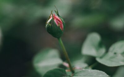 Flowering into Strangeness: Building Association through Revision